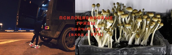 спиды Абаза